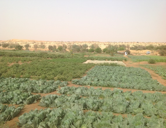 التعاون الفرنسي يطلق مشروعا لتأهيل 6 مزارع جنوب موريتانيا