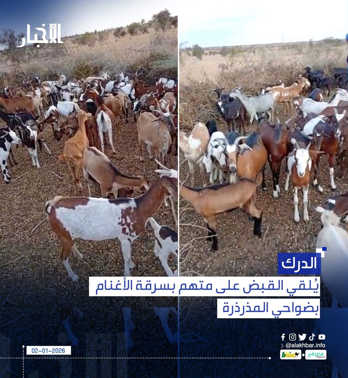 الدرك يُلقي القبض على متهم بسرقة الأغنام بضواحي المذرذرة